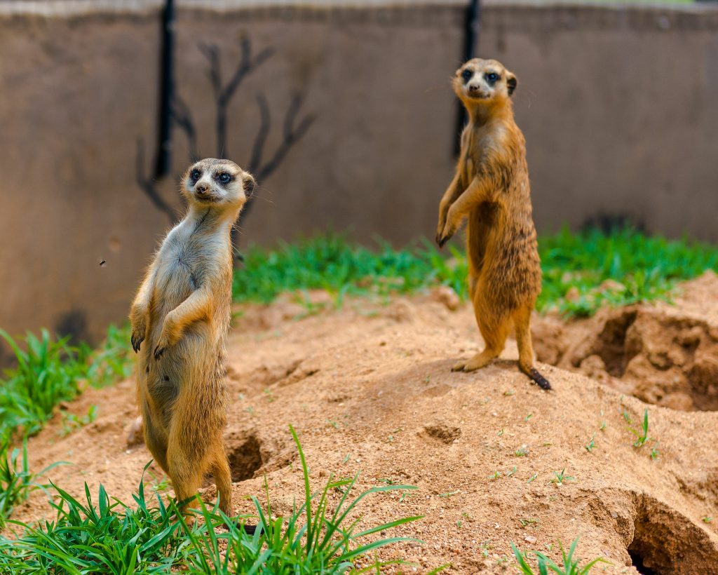 Meerkat Feeding Jakarta Aquarium 